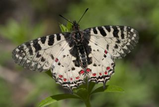 Orman Fistosu (Allancastria  cerisyi)