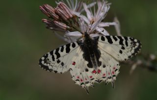 Orman Fistosu (Allancastria  cerisyi)