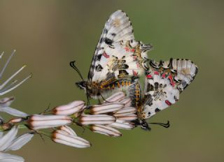 Orman Fistosu (Allancastria  cerisyi)