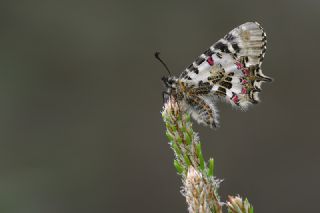 Orman Fistosu (Allancastria  cerisyi)