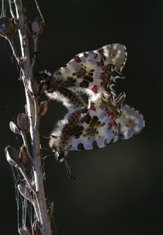 Orman Fistosu (Allancastria  cerisyi)