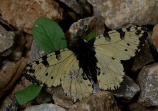 YURTDISI, Girit Fistosu (Allancastria  cretica)