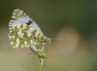 Da Oykls (Euchloe ausonia)