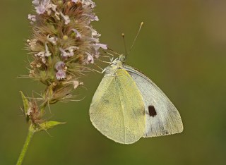 Byk Beyazmelek  (Pieris brassicae)