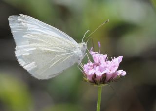 Da� Beyazmele�i&nbsp;(Pieris&nbsp;ergane)