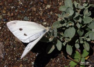 Da Beyazmelei (Pieris ergane)