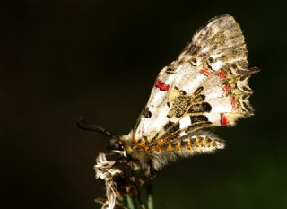 Orman Fistosu (Allancastria  cerisyi)