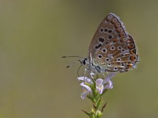 okgzl Anadolu illi Mavisi (Polyommatus ossmar)