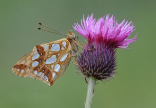 spanyol Kraliesi (Issoria lathonia)