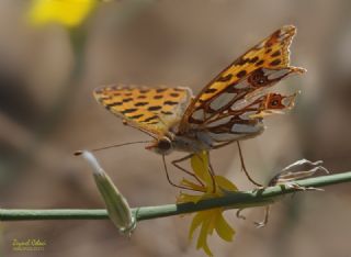 spanyol Kraliesi (Issoria lathonia)