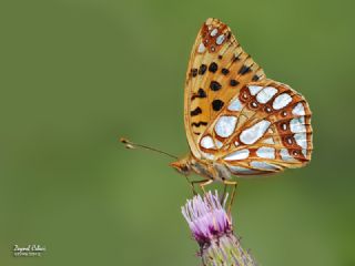 spanyol Kraliesi (Issoria lathonia)