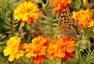 Cengaver (Argynnis paphia)