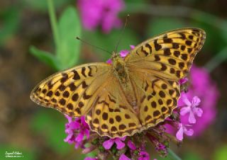 Cengaver (Argynnis paphia)