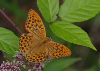 Cengaver (Argynnis paphia)