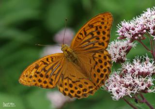 Cengaver (Argynnis paphia)