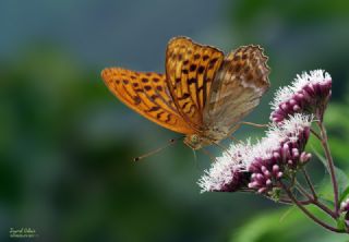 Cengaver (Argynnis paphia)