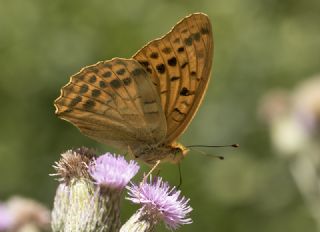 Cengaver (Argynnis paphia)