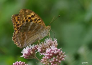 Cengaver (Argynnis paphia)