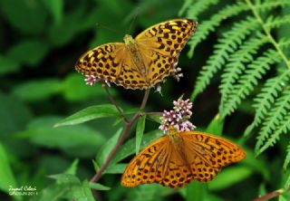 Cengaver (Argynnis paphia)