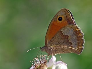 �ay�r Esmeri&nbsp;(Maniola&nbsp;jurtina)