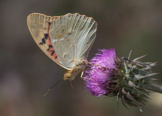 Bahadr (Argynnis pandora)