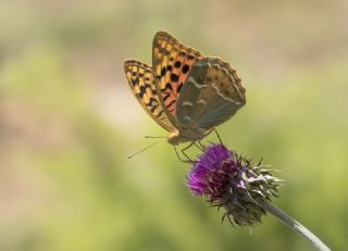 Bahadr (Argynnis pandora)