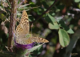 Bahadr (Argynnis pandora)