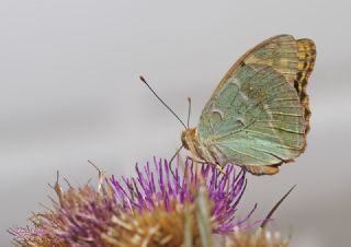 Bahadr (Argynnis pandora)