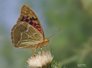 Bahad�r&nbsp;(Argynnis&nbsp;pandora)