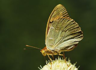 Bahadr (Argynnis pandora)