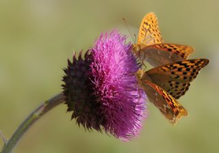 Bahadr (Argynnis pandora)