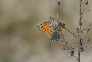 Akbes Gelincii (Tomares nesimachus)