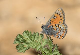 Akbes Gelincii (Tomares nesimachus)