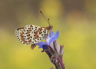 Benekli parhan (Melitaea didyma)