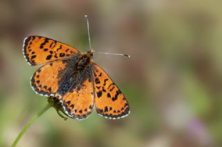 Benekli parhan (Melitaea didyma)