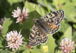 Benekli parhan (Melitaea didyma)