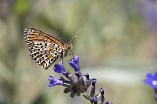 Benekli parhan (Melitaea didyma)