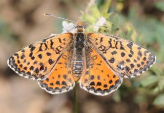Benekli �parhan&nbsp;(Melitaea&nbsp;didyma)