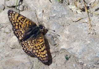 parhan (Melitaea cinxia)