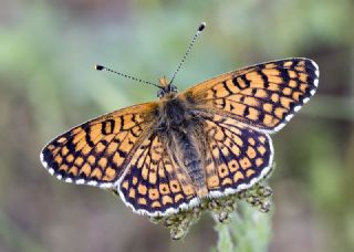 parhan (Melitaea cinxia)