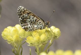 parhan (Melitaea cinxia)