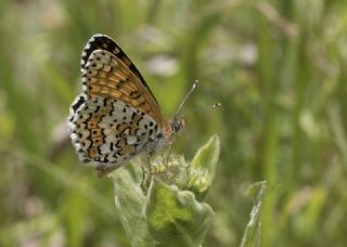 parhan (Melitaea cinxia)