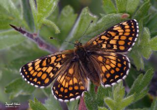 Amannisa (Melitaea athalia)