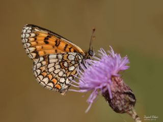 Amannisa (Melitaea athalia)