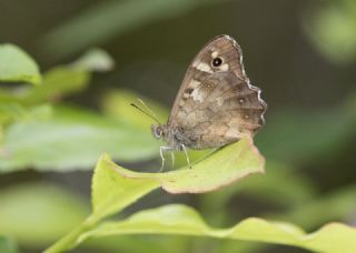 Karanlk Orman Esmeri (Pararge aegeria)