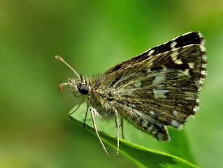 Ege Zpzp (Pyrgus melotis)