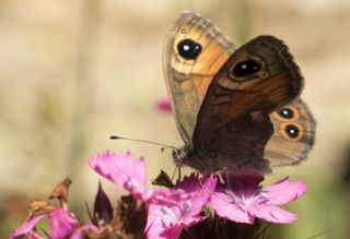 Esmerboncuk (Lasiommata maera)