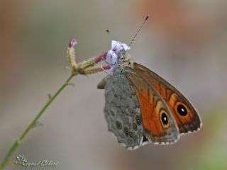 Esmerboncuk (Lasiommata maera)