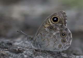 Esmerboncuk (Lasiommata maera)