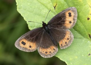 sko Gzelesmeri (Erebia aethiops)